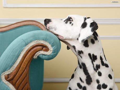 o-que-significa-perro-em-espanhol
DESCRIÇÃO DE IMAGEM: Um cachorro dálmata (branco com pintas pretas) está com o queixo apoiado em um sofá de madeira com estofado azul-esverdeado.