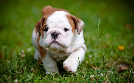como-se-diz-filhote-em-espanhol
DESCRIÇÃO DE IMAGEM: Um filhote de buldogue (branco e caramelo, com pelo curto) anda pela grama.