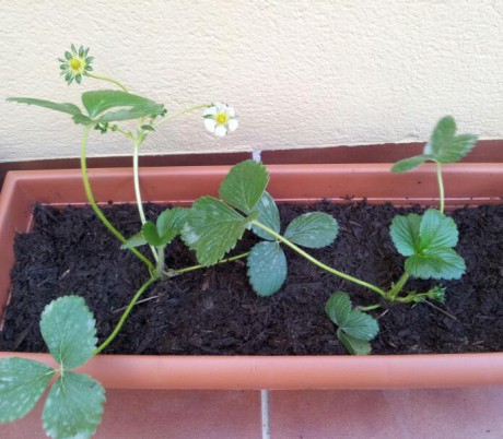 planton de fresa